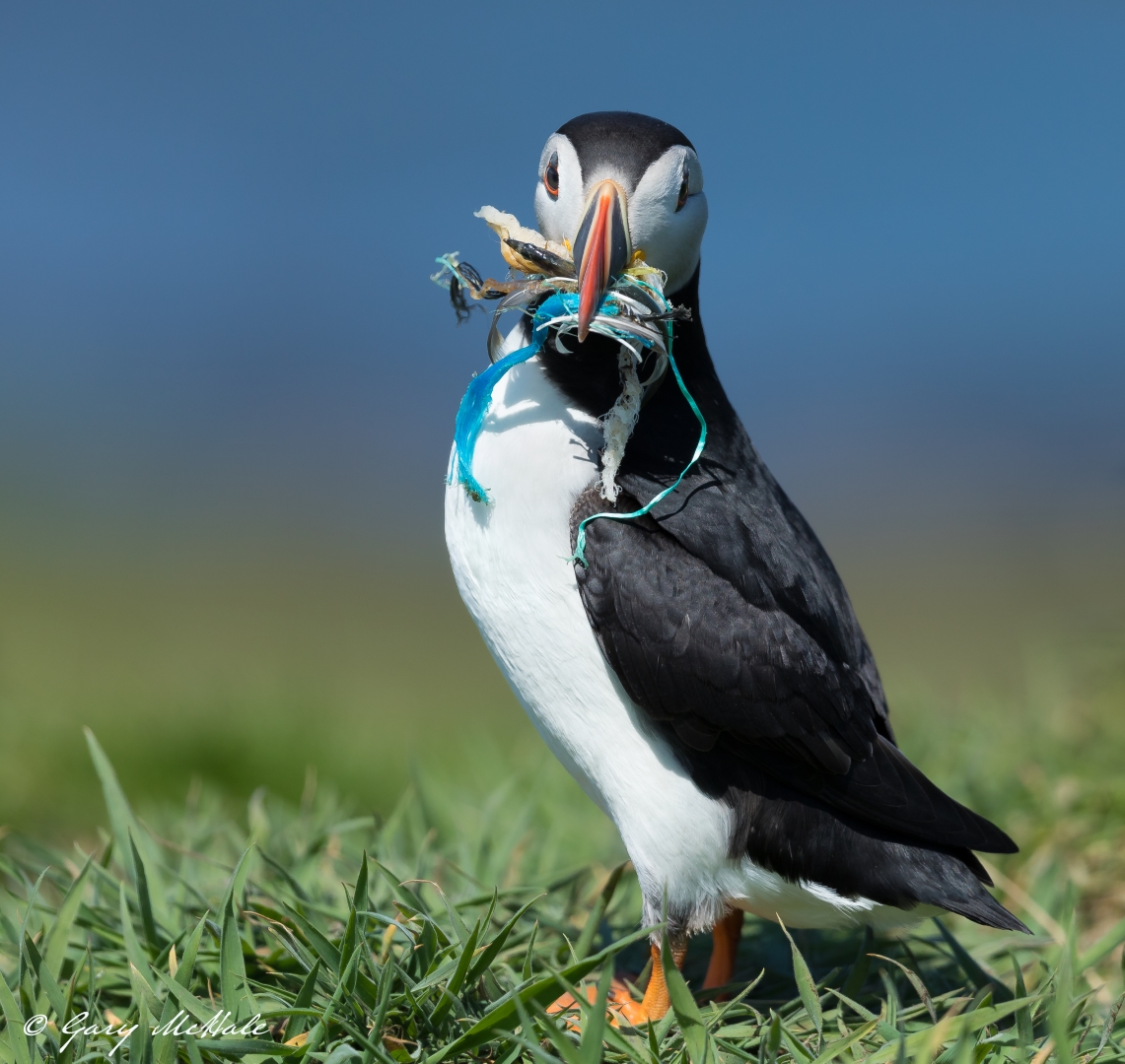 Image: Gary McHale Image